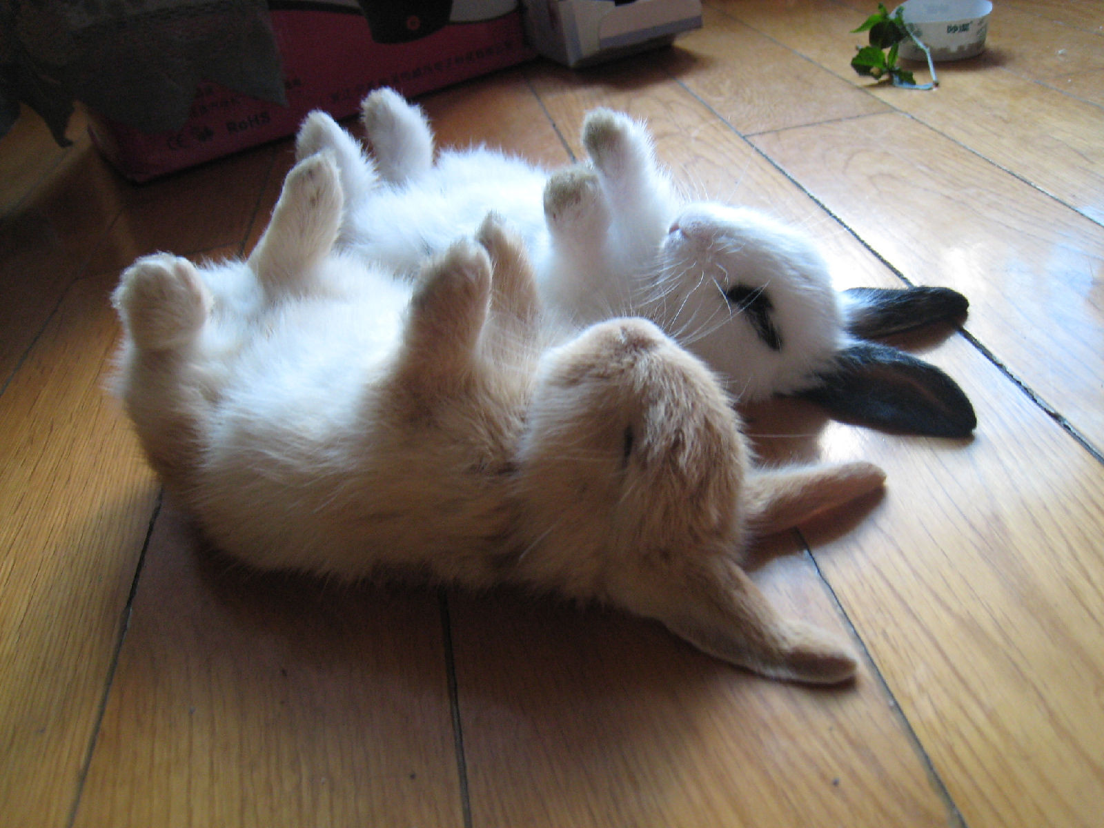 Funny Cute Rabbits Sleeping Image