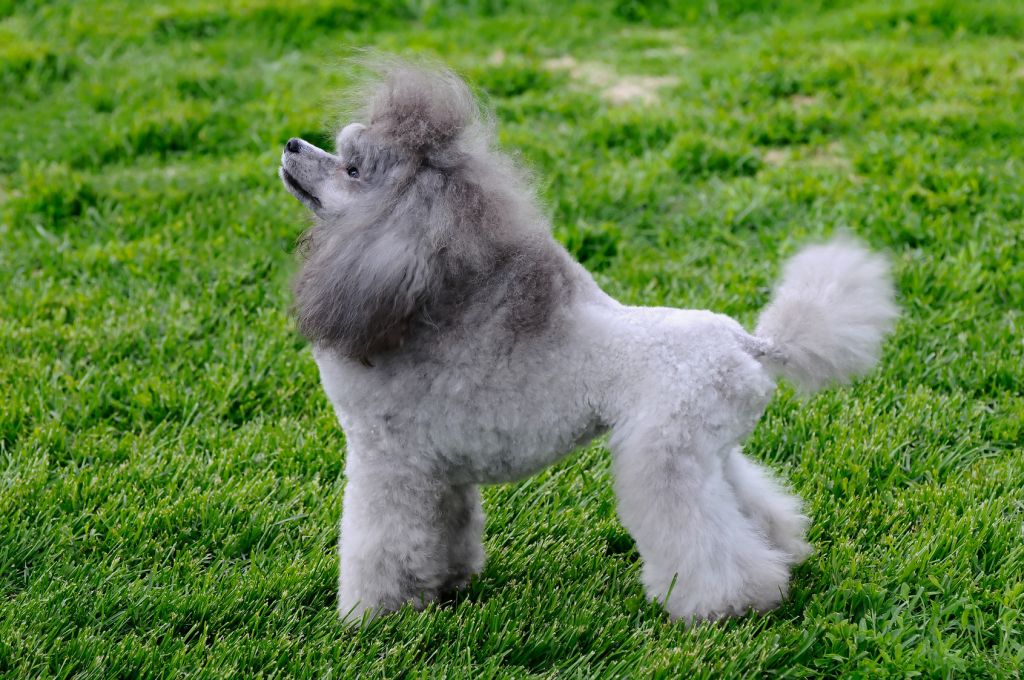 Grey Poodle Puppy On Grass