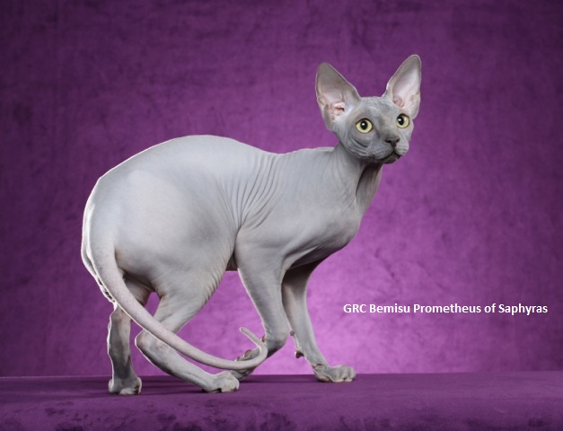 Grey Sphynx Cat Picture