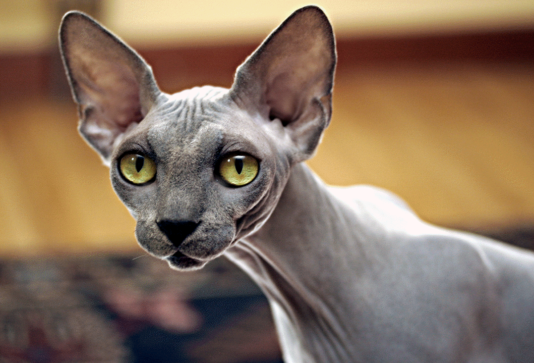 Grey Sphynx Cat With Yellow Eyes