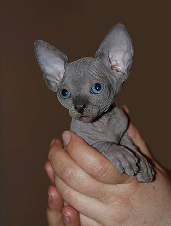 Grey Sphynx Kitten