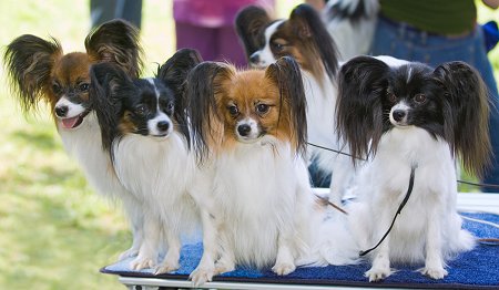 Group Of Papillon Puppies