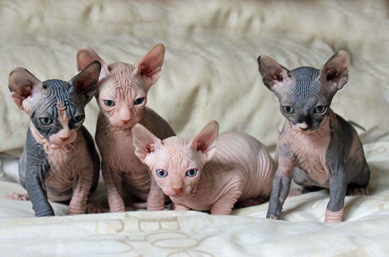 Group Of Sphynx Kittens