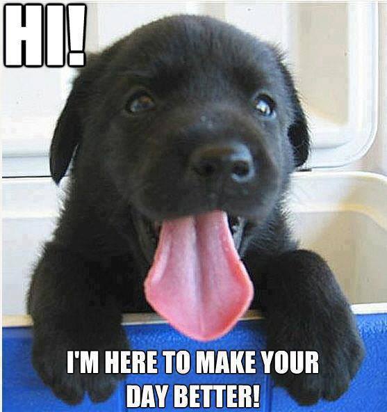 I Am Here To Make Your Day Better Funny Cute Dog Image