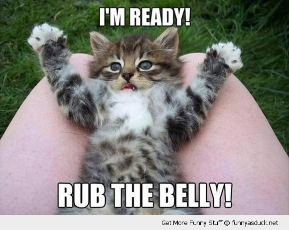 I Am Ready Rub The Belly Funny Cute Cat Image
