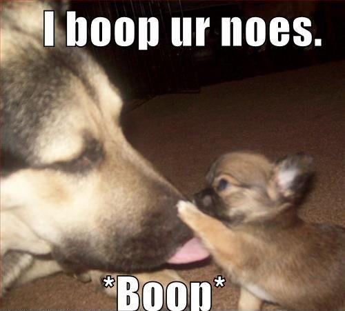 I Boop Ur Nose Funny Cute Puppy Image