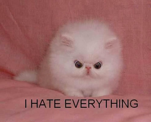I Hate Everything Funny Cute White Cat Image