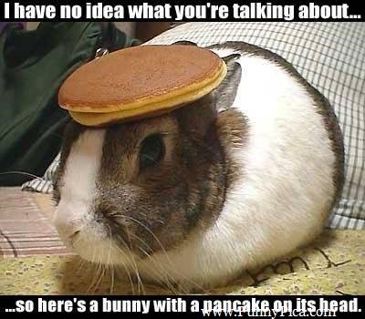 I Have No Idea What You Are Talking About Funny Cute Bunny Picture