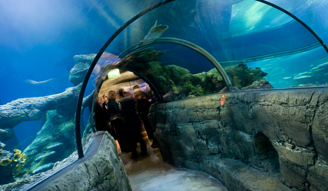 Inside tunnel ar Sea Life London Aquarium