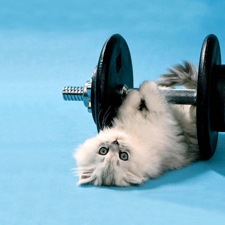 Kitten Lifting Weight Funny Animated Image