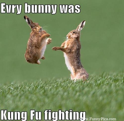 Kung Fu Fighting Funny Cute Bunnies