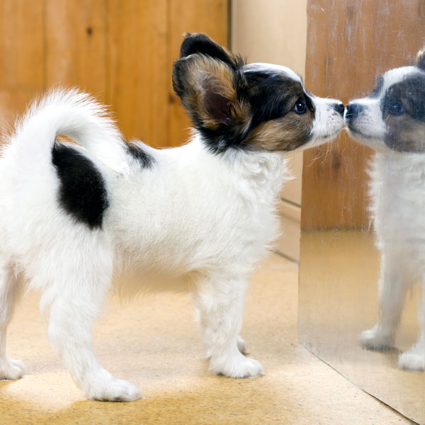 Little Papillon Puppy Saw His Reflection In Mirror