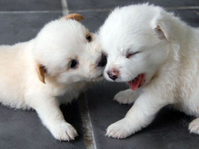 Loving Cute Puppies Funny Picture