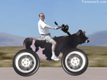 Man On Cow Bike Funny Animated Image