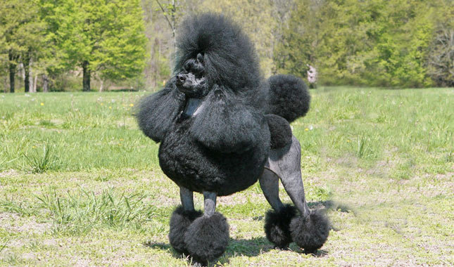 Miniature Black Poodle Dog In Lawn