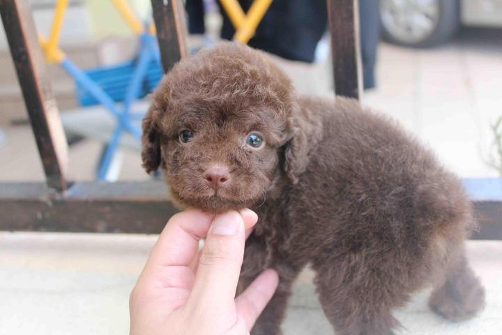 Miniature Brown Poodle Puppy