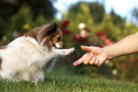 Miniature Papillon Dog Hand Shaking Picture
