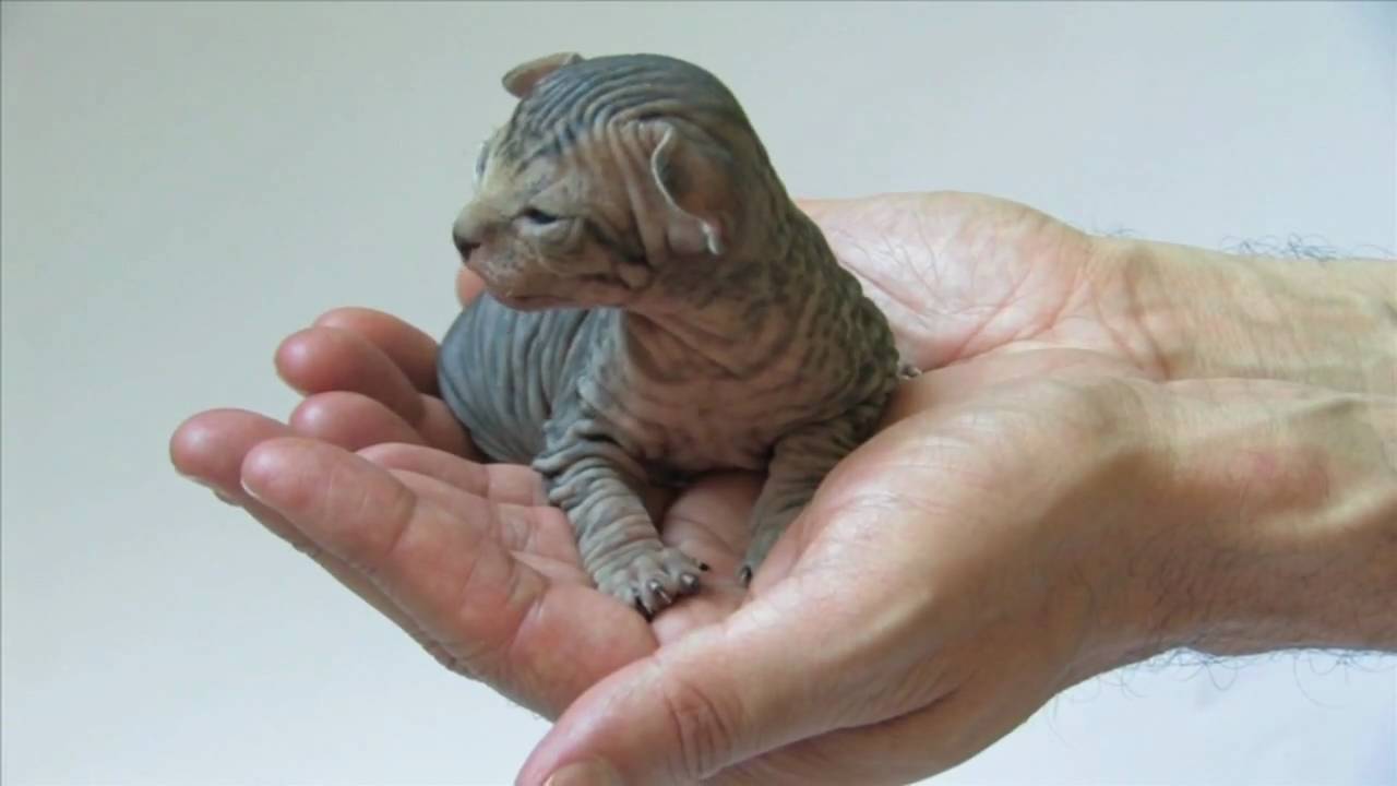 Miniature Sphynx Kitten In Hand