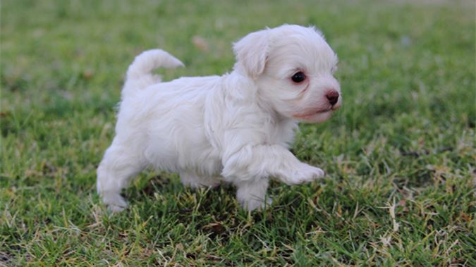 Miniature White Poodle Puppy Walking On Grass