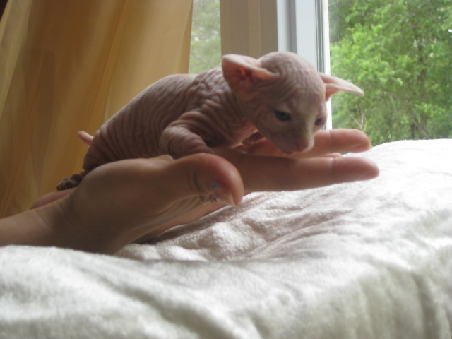 New Born Sphynx Kitten On Hand