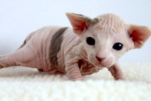 New Born Sphynx Kitten Picture