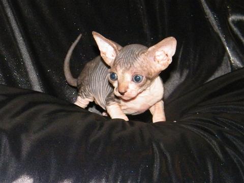 New Born Sphynx Kitten Sitting On Black Couch