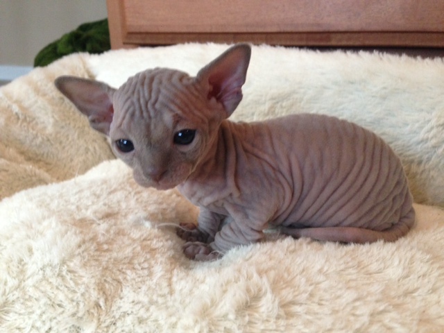New Born Sphynx Kitten