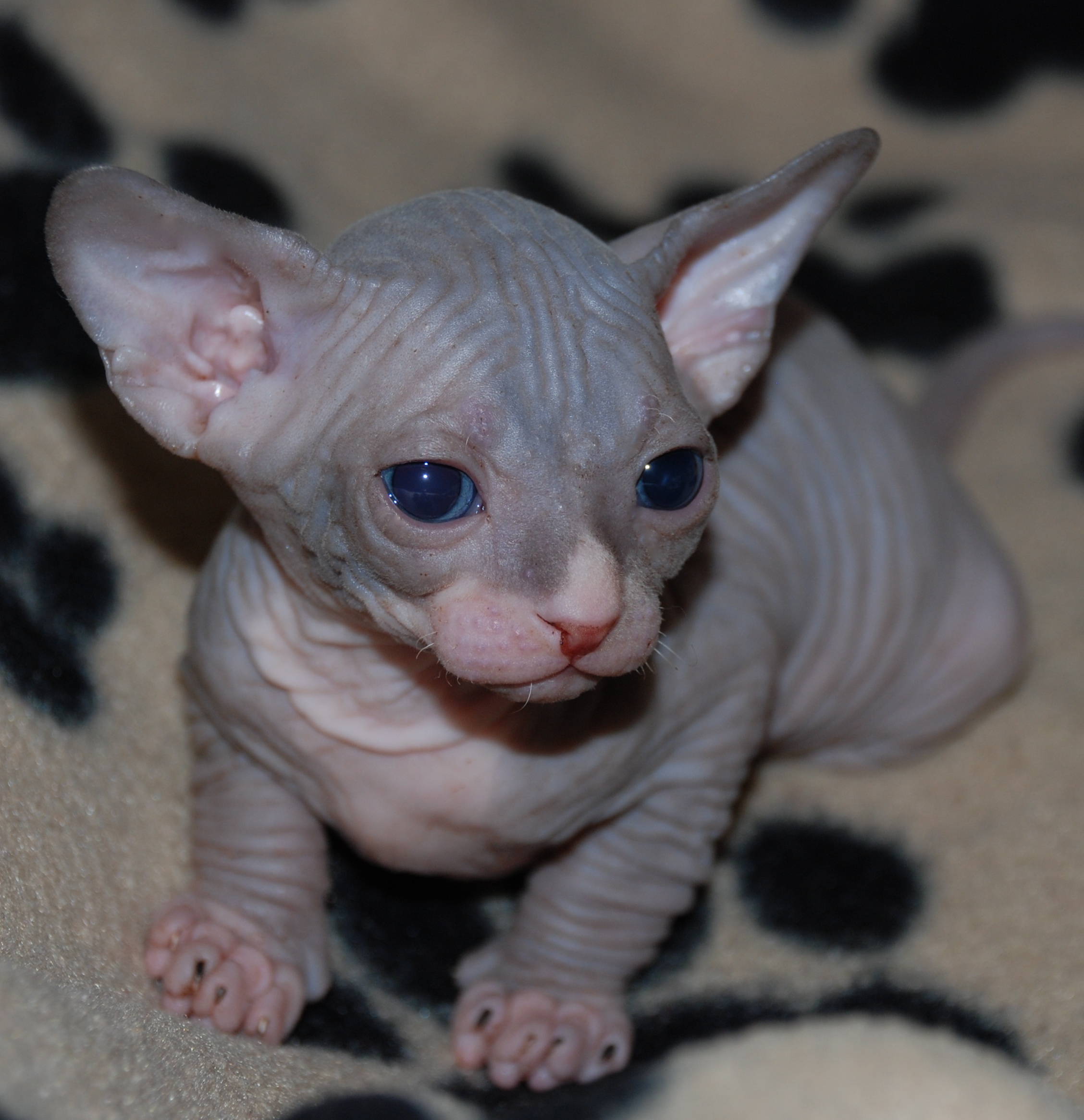 New Born Sphynx Kitten