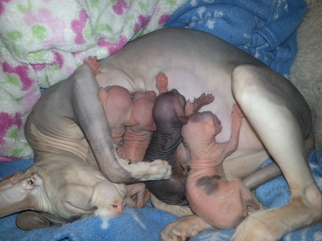 New Born Sphynx Kittens Picture