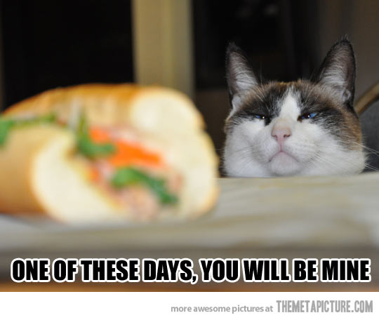 One Of These Days You Will Be Mine Funny Cute Cat Caption