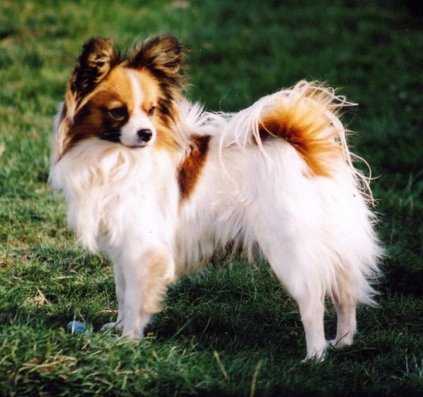 Papillon Dog In Lawn Picture