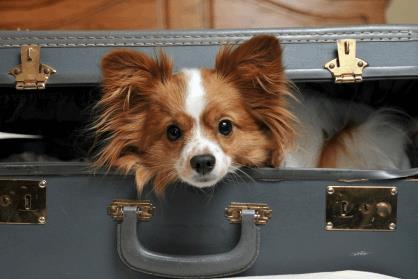 Papillon Dog In Suitcase