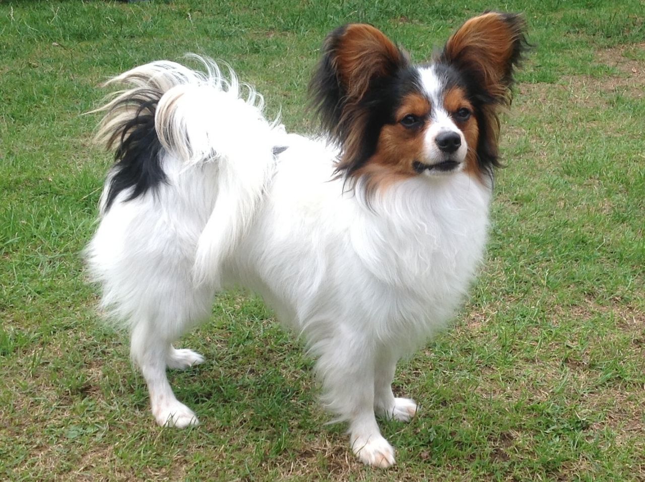 Papillon Dog Playing In Lawn