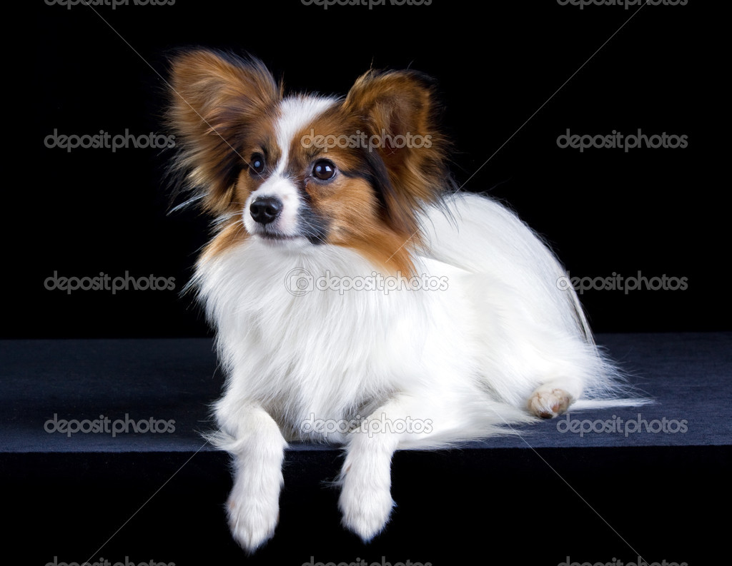 Papillon Dog Sitting Picture