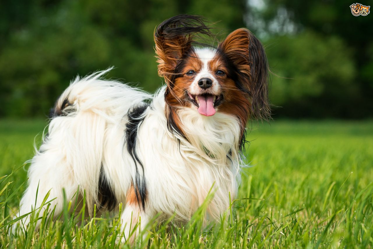 Papillon Dog Standing In Lawn