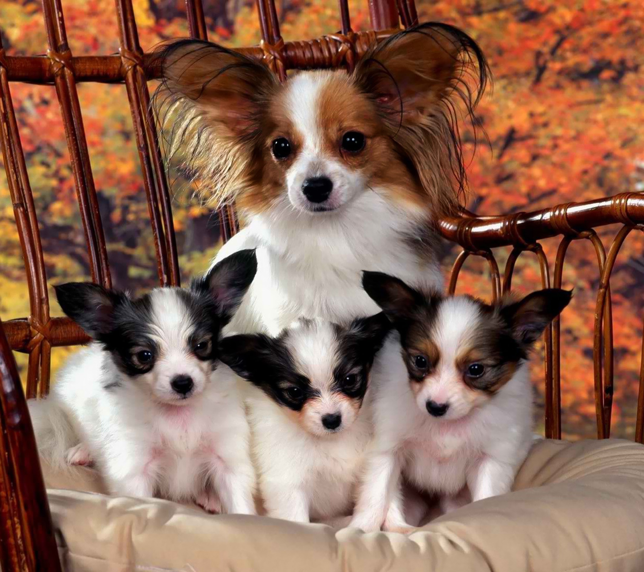 Papillon Puppies With Mother Picture