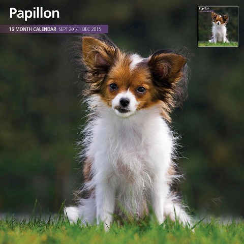 Papillon Puppy Dog