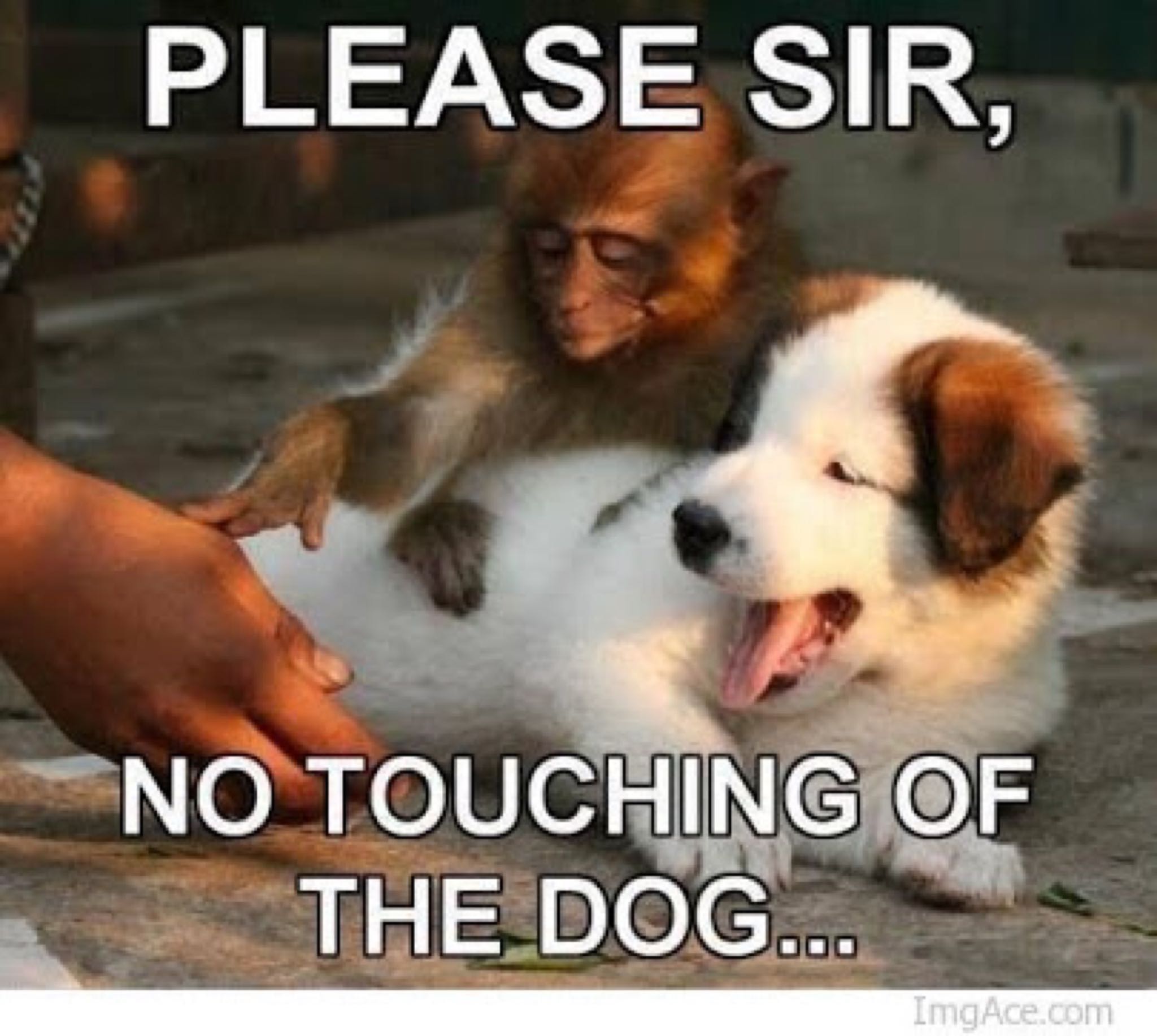 Please Sir No Touching Of The Dog Funny Cut Monkey