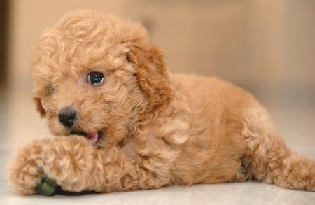 Poodle Puppy Beautiful Picture
