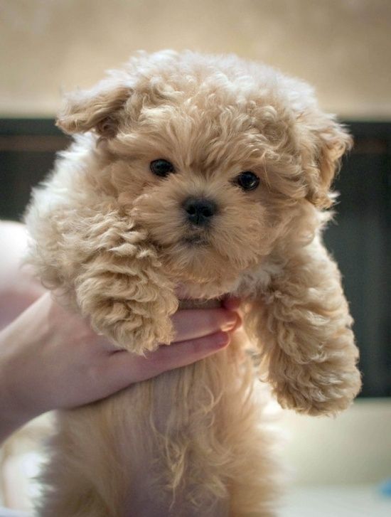 Poodle Puppy In Hand