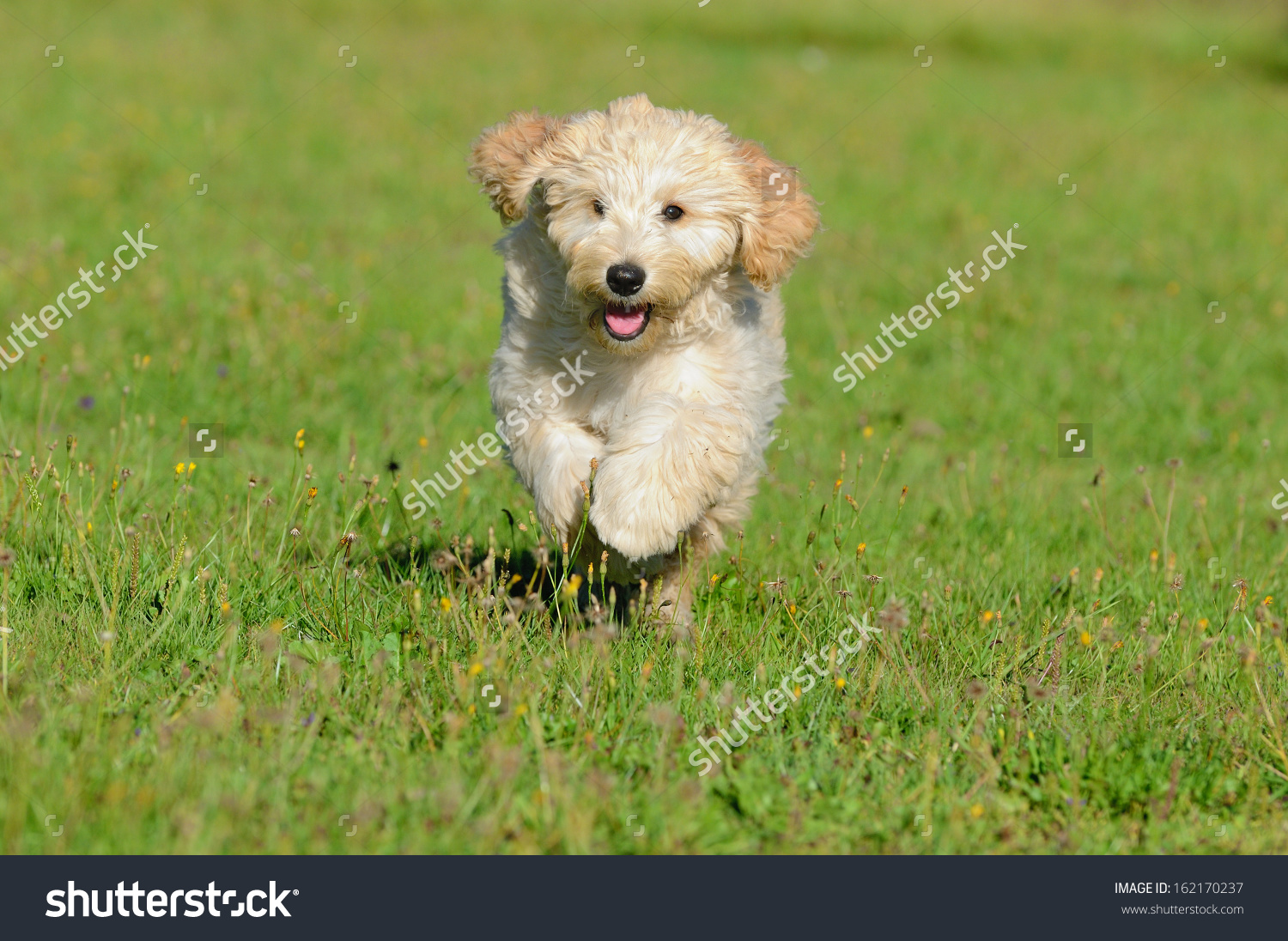 Poodle Puppy Running