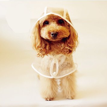 Poodle Puppy Wearing Waterproof Coat