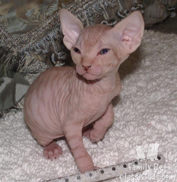 Red Tabby Sphynx Kitten