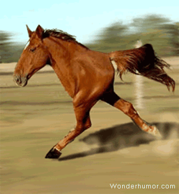 Running Horse With Two Legs Funny Animated Picture