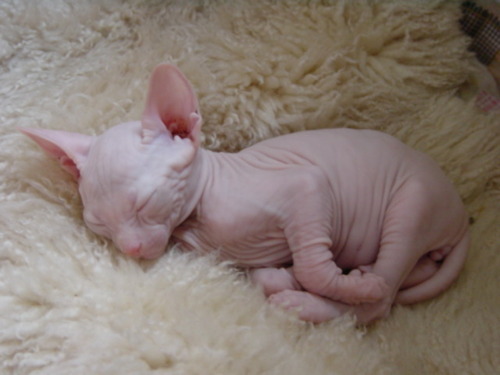 Sleeping Sphynx Kitten