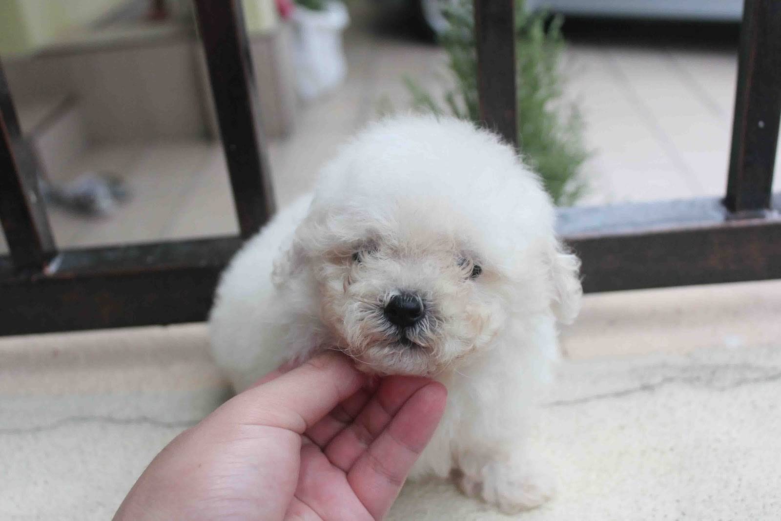 Small White Poodle Puppy