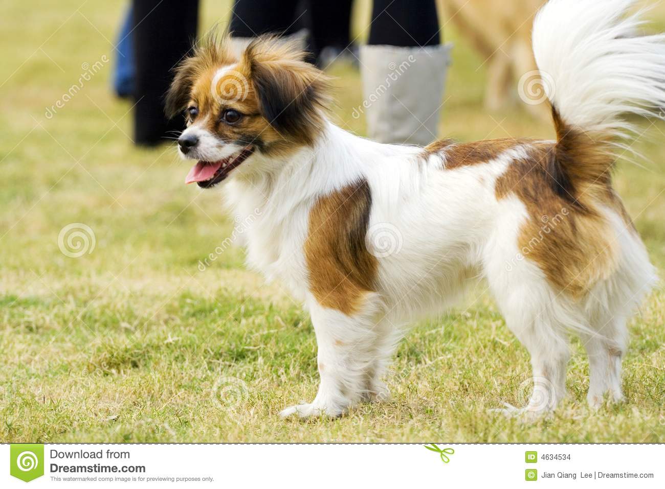 Smiling Papillon Dog Picture
