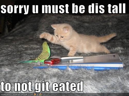 Sorry U Must Be Dis Tall Funny Cute Kitten And Parrot Image