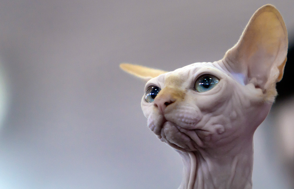 Sphynx Cat Face Picture