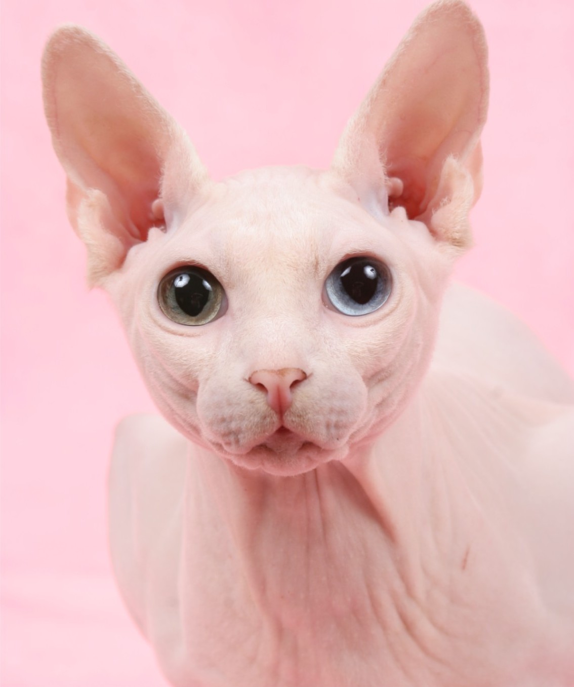Sphynx Cat Mixed Eyes Closeup Face Picture